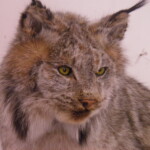 Canadian Lynx