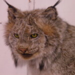 Canadian Lynx