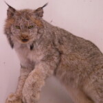 Canadian Lynx